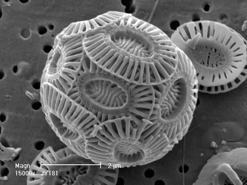 Photo: Scanning electron micrograph of a single Ehux cell. Ehux is an example of a coccolithophore. (Jeremy Young)