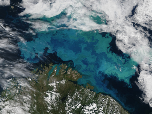 Photo: Phytoplankton bloom in the Barents Sea. The milky blue color is likely caused by E. huxleyi, which can grow abundantly up to 50 meters below the ocean surface. The alga’s blooms tend to be triggered by high light levels during the 24-hour sunlight of Arctic summer. (NASA image courtesy Jeff Schmaltz, MODIS Rapid Response Team at NASA GSFC.)
