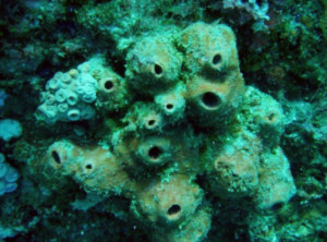 Image: Marine sponges, like Theonella swinhoei, have emerged as one of the most prolific sources for discovery of novel secondary metabolites. Photo by National Museum of Marine Biology & Aquarium, Pingtung, Taiwan.