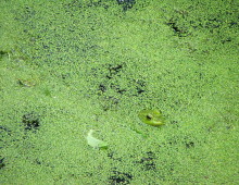 Duckweed, a small, common plant that grows in ponds and stagnant waters, is an ideal candidate as a biofuel raw material. Photo by Texx Smith, via flickr