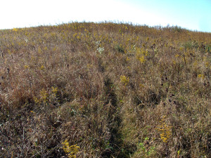 The sampling site located at the A.C. and Lela Morris Prairie Reserve, located in Jasper County Iowa. (Jim Tiedje)