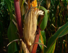 maize or Zea mays