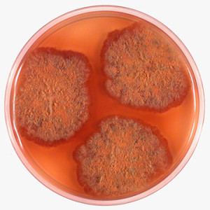 Eurotium rubrum growing on a Petri dish