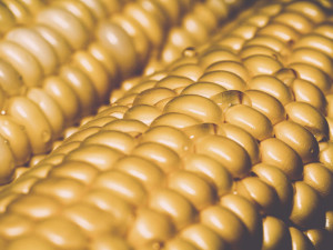 corn kernels up close