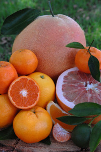 citrus varieties by Lisa Siebert, UC Riverside