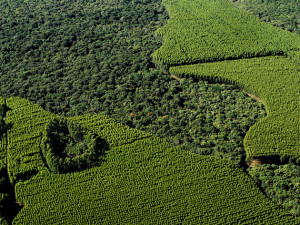 eucalyptus forest Fibria Florestal Capão Bonito