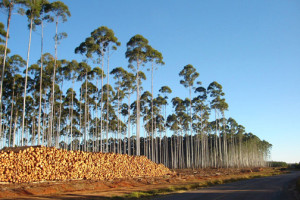 eucalyptus trees being harvested for bioenergy EMBRAPA