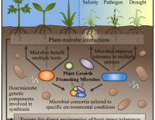 plant-microbes interactions image from Tringe paper