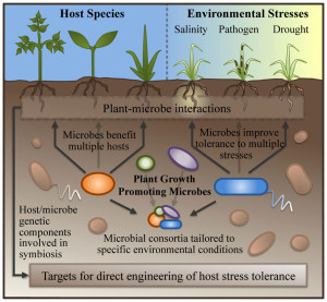 plant-microbes interactions image from Tringe paper