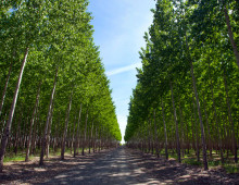 Boardman OR poplar plantation