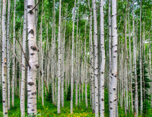 aspen trees in Colorado