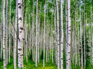 aspen trees in Colorado