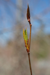 poplar leaf bud. image by DOE JGI