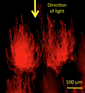 Fluorescence image of cyanobacterial cells grow towards the light provided from above only