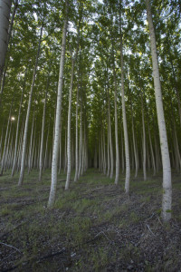 poplar plantation in Boardman OR