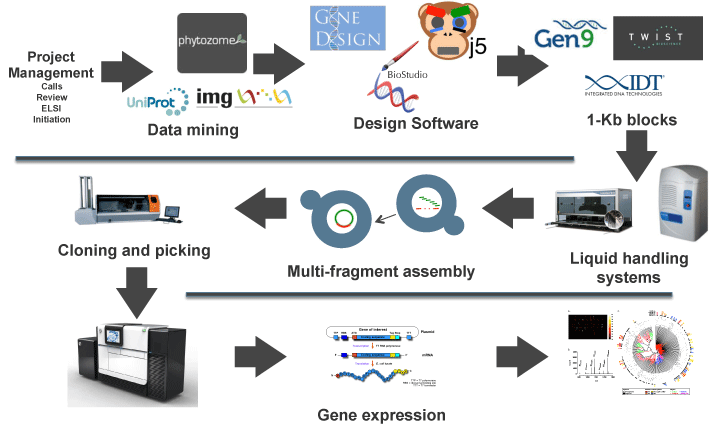 DNA synthesis and assembly workflow