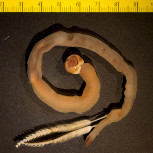 cropped shipworm (Bankia setacea) image by Dan Distel