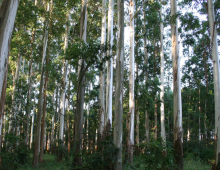 eucalyptus plantation courtesy of the University of Pretoria