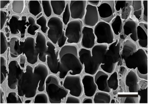 Scanning electron microscopy (SEM) image of pine that was substantially eroded by the white rot P. gigantea. Bar = 40 µm. (Image from Hori et al. PloS Genet. doi:10.1371/journal.pgen.1004759.g002)