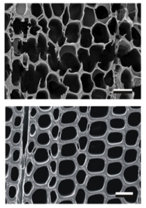 Scanning electron microscopy (SEM) image of pine (top) that was substantially eroded by P. gigantea compared against a SEM of sound wood (bottom). Bar = 40 µm. (Image from Hori et al. PloS Genet. doi:10.1371/journal.pgen.1004759.g002)