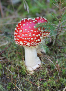 fly agaric or Amanita muscaria