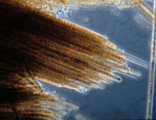 The golden-brown surface mats that indicate a Trichodesmium erythaeum bloom have led to them being called “sea sawdust.” (Image by FWC Fish and Wildlife Research Institute via Flickr CC BY-NC-ND 2.0)