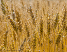 wheat image by Jordi Paya Canal via Flickr, CC-BY-SA-2.0
