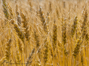 wheat image by Jordi Paya Canal via Flickr, CC-BY-SA-2.0