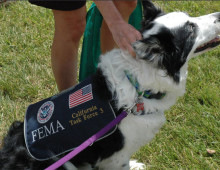Moose, a FEMA-certified dog, at 2015 JGI Safety and Wellness Fair
