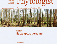 screencap of June 2015 New Phytologist cover