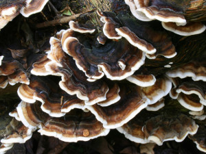 The white rot Trametes versicolor, colloquially known as the turkey tail, was one of six fungi tested for potential bioremediation use in Massachusetts. (Image cropped from photo by Luc De Leeuw via Flickr, CC-BY-NC-SA-2.0.)