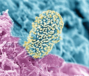 An intricately structured soil bacterium, less than a micron in size, makes its home on the root surface of an Arabidopsis plant. The image is from a related DOE project at the Environmental Molecular Sciences Laboratory, a U.S. Department of Energy Office of Science national scientific user facility located at Pacific Northwest National Laboratory, to understand how carbon within the root zone impacts the diversity and function of the rhizosphere microbial community. (Courtesy of Pacific Northwest National Laboratory. Image was captured with the Helios Nanolab dual-beam focused ion beam/scanning electron microscope at EMSL and was created by Alice Dohnalkova.)