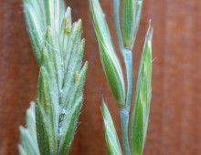 One of the selected CSP projects involves sequencing intermediate wheatgrass (Thinopyrum intermedium, alternately known as Agropyron intermedium)