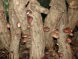 The CSP project led by Clark University's David Hibbett focuses on an in-depth genomic survey of the Lentinula genus. Lentinula is a group of white-rot, wood-decaying fungi perhaps best known as the genus of shiitake mushrooms, Lentinula edodes. (Image by dominik18s via Flickr CC BY 2.0)