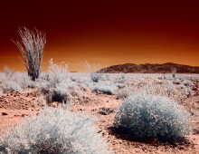 Infrared image of Anza Borrego desert with brittlebush and ocotillo (Bill Gracey, CC BY-NC-ND 2.0)