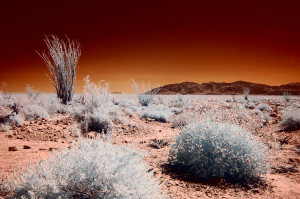 Infrared image of Anza Borrego desert with brittlebush and ocotillo (Bill Gracey, CC BY-NC-ND 2.0)