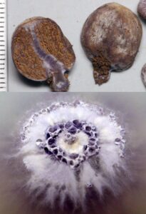Cortinarius aff. campbelliae. Sectioned fruit body and culture growing on 1/5 dilution of PDA supplemented with B group vitamins. Scale is in millimetres, images by David Catcheside.