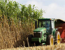 Bioenergy sorghum harvest (Texas A&M AgriLife Research photo)