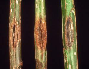 Cankers caused by the fungal tree pathogen M. populorum on poplar stems. (T.H. Filer Jr., USDA, Bugwood.org CC BY-NC-3.0)