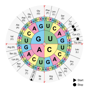 Amino acids table via Wikimedia Commons