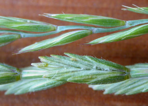 intermediate wheatgrass