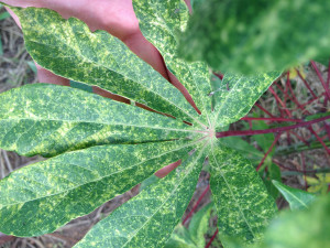 Plant infected with cassava mosaic disease. (Jesson Bredeson, UC Berkeley)