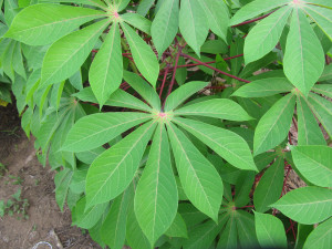 Healthy cassava plant. (Simon Prochnik, DOE JGI)