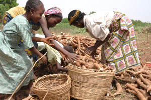 Young girls helping in cassava processing in Nigeria. (Photo by IITA)
