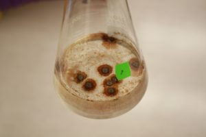 Pyrenochaeta sp. DS3sAY3a growing in liquid culture. As the fungus grows, brown-colored manganese oxides are formed. Here, the oxides can be seen associated with biomass and suspended in solution. (Carolyn Zeiner)