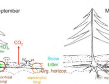 This diagram from Petr Baldrian’s proposal shows the seasonal differences in the carbon cycle processes in the temperate and boreal coniferous forests. During vegetation seasons, depicted by September on the left, photosynthesis products are allocated to soil via tree roots. When photosynthesis stops in winter, depicted by March on the right, decomposition is the most important carbon cycle process. (Image courtesy of Petr Baldrian)