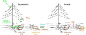 This diagram from Petr Baldrian’s proposal shows the seasonal differences in the carbon cycle processes in the temperate and boreal coniferous forests. During vegetation seasons, depicted by September on the left, photosynthesis products are allocated to soil via tree roots. When photosynthesis stops in winter, depicted by March on the right, decomposition is the most important carbon cycle process. (Image courtesy of Petr Baldrian) 