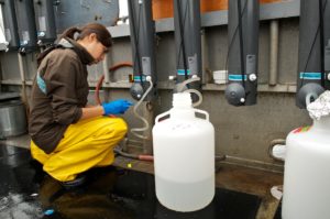 Collecting sampled waters from Saanich inlet into carboys for large volume filtration of microbial biomass. (Image courtesy of Steven Hallam, UBC)