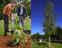 Then and now: our poplar tree has grown from less than four feet to more than forty feet in 10 years.