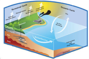 A diagram of the carbon cycle, showing how carbon moves around the planet.
